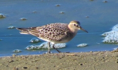 bairds_sandpiper_howard_patterson_flickr.jpg Photo by Howard Patterson, Flickr