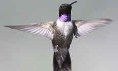 Black-chinned hummingbird male