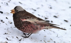 Black rosy finch