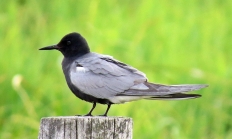 Black tern