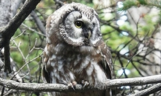 boreal_owl_seidel_odfw_3_1.jpg Boreal owl