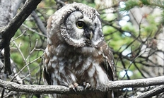 Boreal owl