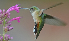 Broad-tailed hummingbird