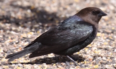 Brown-headed cowbird