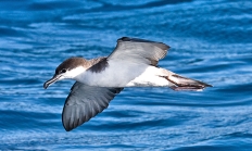 Buller's shearwater