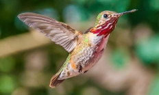 Calliop hummingbird