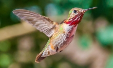 calliophummingbird_cinthea_fox_flickr.jpg Calliop hummingbird