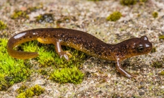 Cascade torrent salamander