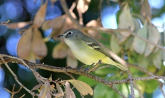  Cassins vireo