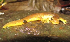 Columbia torrent salamander