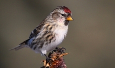 Common redpoll