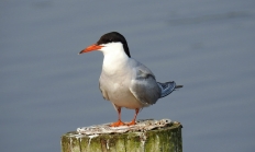 Common tern