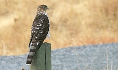 Coopers hawk. 