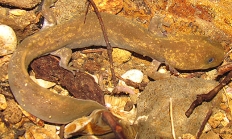 Cope's giant Salamander