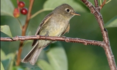 Cordilleran flycatcher