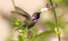 Costas hummingbird