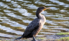 Double-crested cormorant