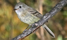 Dusky flycatcher