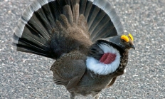 Dusky grouse male