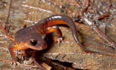 Ensatina salamander
