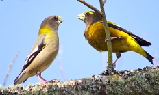 Evening grosbeak