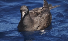 Flesh-footed shearwater