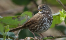 Fox sparrow