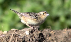 Grasshopper sparrow