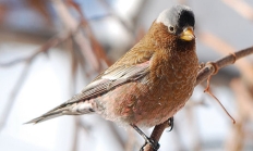 Gray-crowned rosy finch