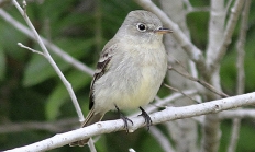 Gray flycatcher