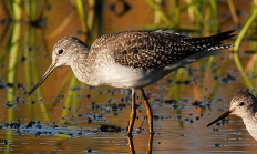 Greater yellowlegs