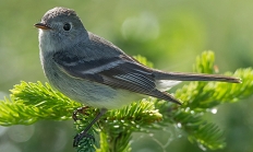 Hammond's flycatcher