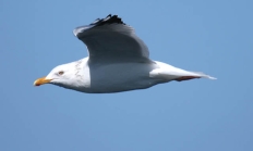 Herring gull