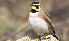 horned lark