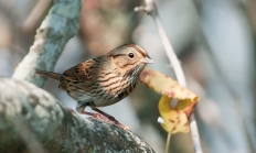 Lincoln sparrow