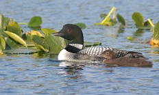 Common loon