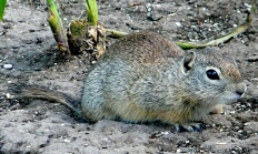 Merriams ground squirrel