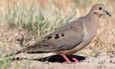 Mourning dove