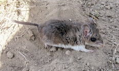 Northern grasshopper mouse
