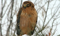 Northern harrier