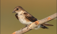 Northern rough-winged swallow