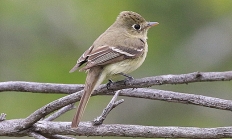 Pacific slope flycatcher