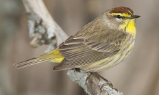 Palm warbler