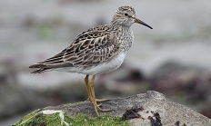 Pectpral sandpiper