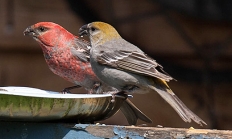 Pine grosbeak