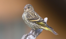 pine siskin