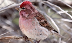 Purple finch