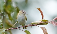 Red-eyed vireo