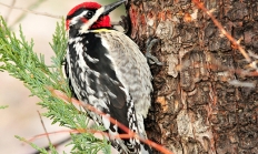 Red-naped sapsucker