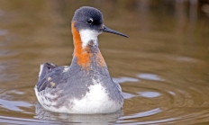 red-necked_phalarope_male_mark_peck_flickr.jpg Red-necked phalarope male
